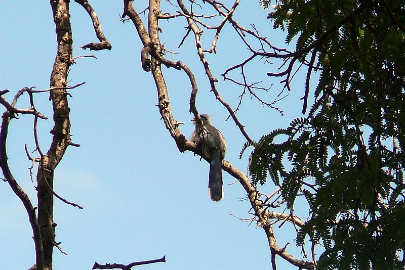 520 Crested Coua